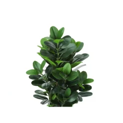 Monarch Artificial plant - 31"h / indoor garcinia in a 7" pot Green Hot