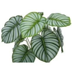 Monarch Artificial plant - 24"h / indoor calathea in a 5" pot Green
