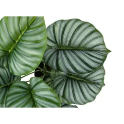 Monarch Artificial plant - 24